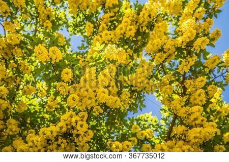 The Common Laburnum (laburnum Anagyroides) Blooming In A Garden