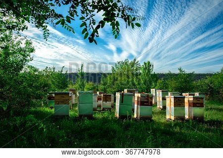 Eco-friendly Apiary. An Apiary Where Ecologically Clean Honey And Other Beekeeping Products Are Obta