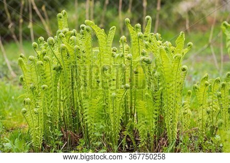 View Blossom Green Fern Plant (polypodiophyta) In Garden In Spring.