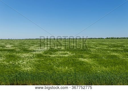 Barley Field In Spring Under Blue Sky