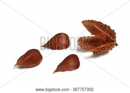 Nuts Of Common Beech Tree Isolated On White Background