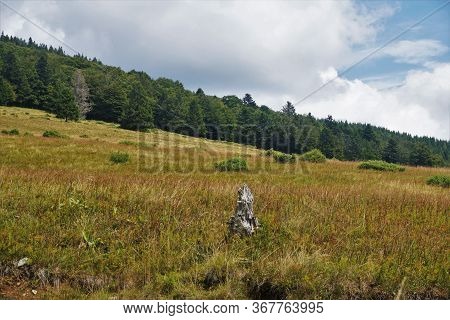 Brownish Meadow With Green Forest Blue Sky And White Clouds In The Vosges, France