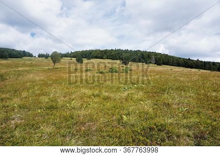 The Alpine Meadows In The Vosges, France Are A Paradise For Insects