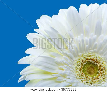 lyse blomster. Gerbera