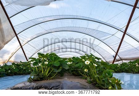 Cultivation Of Strawberry Fruits Using The Plasticulture Method, Plants Growing On Plastic Mulch In