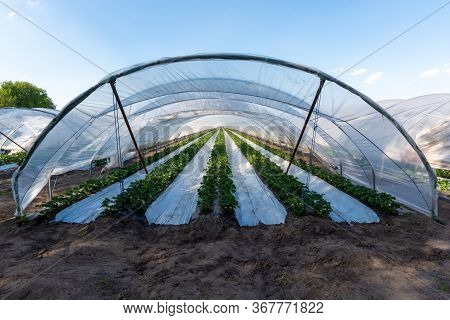 Cultivation Of Strawberry Fruits Using The Plasticulture Method, Plants Growing On Plastic Mulch In