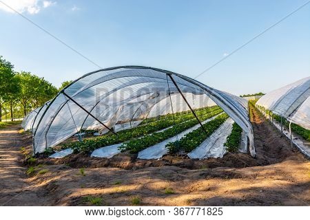 Cultivation Of Strawberry Fruits Using The Plasticulture Method, Plants Growing On Plastic Mulch In