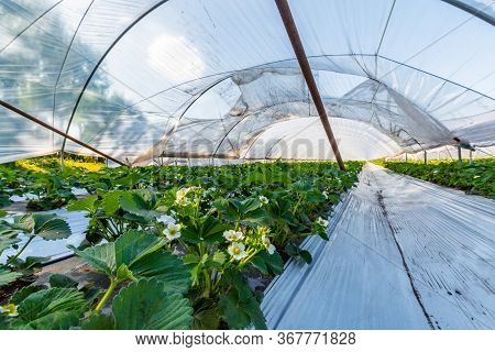 Cultivation Of Strawberry Fruits Using The Plasticulture Method, Plants Growing On Plastic Mulch In