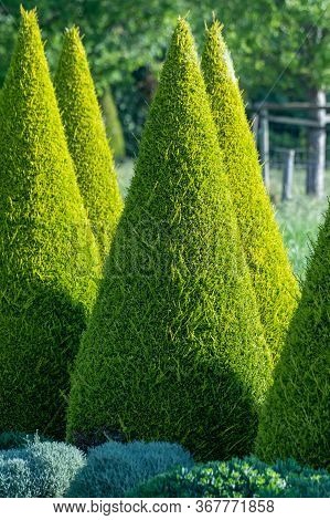 Well Shaped Green Conical Thuja Coniferous Trees In Garden