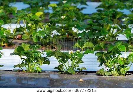 Cultivation Of Strawberry Fruits Using The Plasticulture Method, Plants Growing On Plastic Mulch In