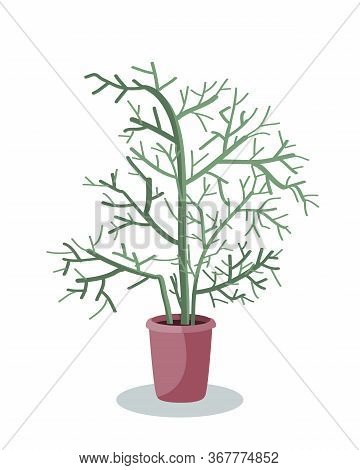 Potted Euphorbia Tirucalli Linn., Euphorbia Tirucalli Or Pencil Tree, Vector Illustration. Houseplan