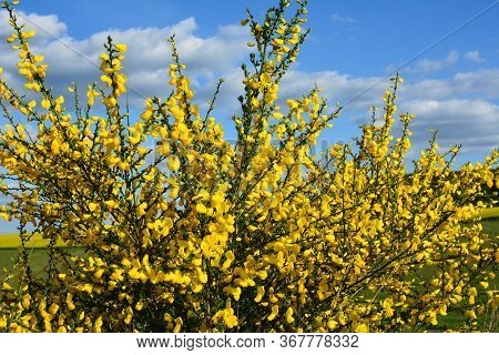 Cytisus Scoparius, Common Broom Or Scotch Broom Yellow Flowers Closeup Selective Focus.