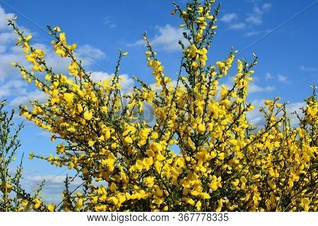 Cytisus Scoparius, Common Broom Or Scotch Broom Yellow Flowers Closeup Selective Focus.