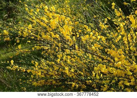 Cytisus Scoparius, Common Broom Or Scotch Broom Yellow Flowers Closeup Selective Focus.