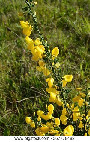 Cytisus Scoparius, Common Broom Or Scotch Broom Yellow Flowers Closeup Selective Focus.