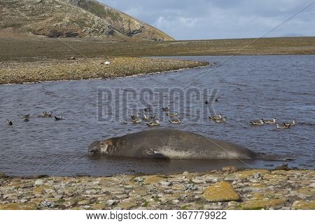 Male Southern Elephant Seal (mirounga Leonina) On A Stony Beach At Elephant Point On Saunders Island