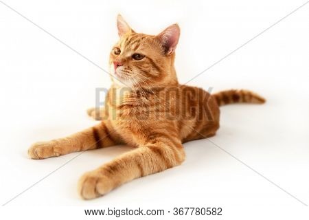 Orange cat. Portrait of tabby ginger cat over white background, wide angle. Adorable pet posing at studio. Cute domestic animal. 