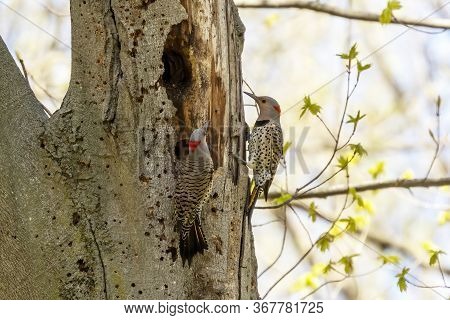 Bird. The Northern Flicker In Spring. Natural Scene From State Park Of Wisconsin.