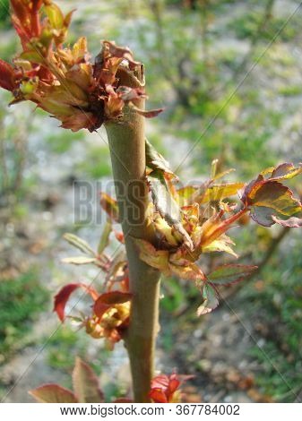 Rose Frostbitten Plant Outgrowth In Spring Close Up