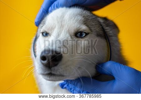Wearing An Antiparasitic Collar On A Husky Dog By A Veterinarian In Sterile Gloves. Pet Care. Preven