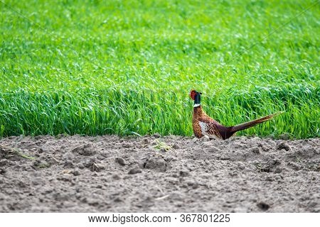 Male Pheasant In The Field, Photo Taken From The Car Window.