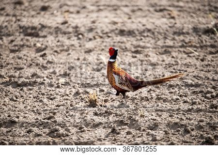 Male Pheasant In The Field, Photo Taken From The Car Window.