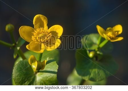 Caltha Palustris, First Spring Flower Adonis Vernalis. Countryside, Hellebore.