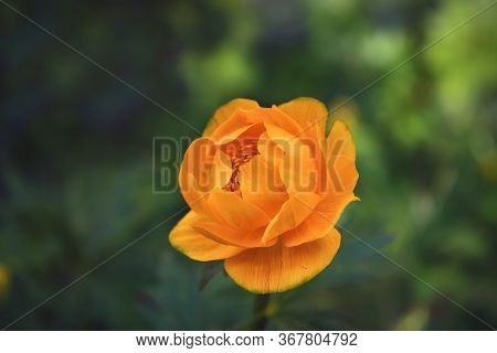 European Globeflower Blooming In Wet Meadow. Latin Name Trollius Europaeus.
