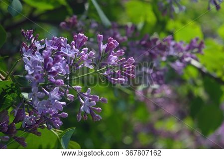 Branch With Spring Lilac Flowers. Purple Lilac Flowers. Nature Background.