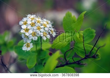 Flowering Spiraea Or Meadowsweet. Branches With White Flowers. Close-up Spiraea Flower. Spring Flowe