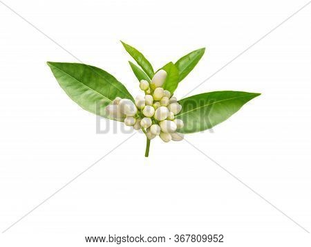 Orange Tree Brunch With White Fragrant Buds And Leaves Isolated On White. Neroli Blossom. Azahar Flo