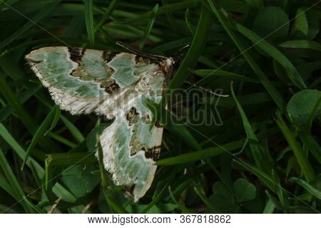 A Green Carpet Moth Is Camouflaged Amongst Deep Green Grass In This Macro Photo.