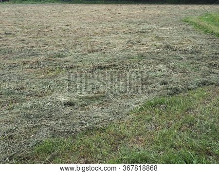 Freshly Cut Hay