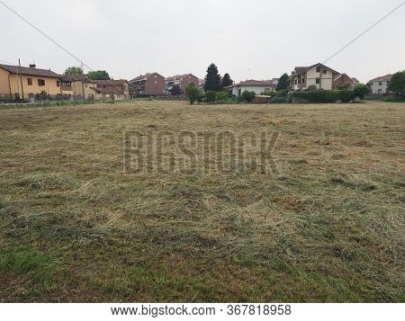 Freshly Cut Hay