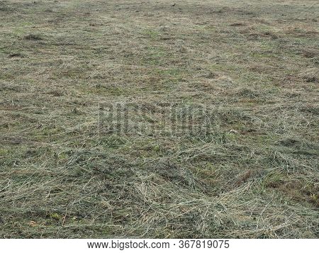 Freshly Cut Hay