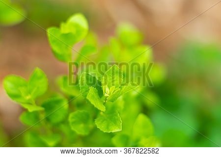 Indian Marsh Fleabane, Green Leaves Have Medicinal Properties.