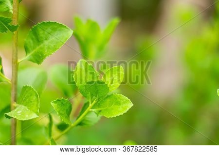 Indian Marsh Fleabane, Green Leaves Have Medicinal Properties.