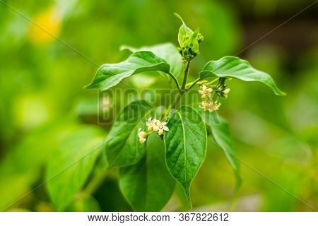 Gurmar Medicinal Plant With Flowers For Diabetes In The Garden