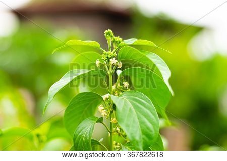 Gurmar Medicinal Plant With Flowers For Diabetes In The Garden