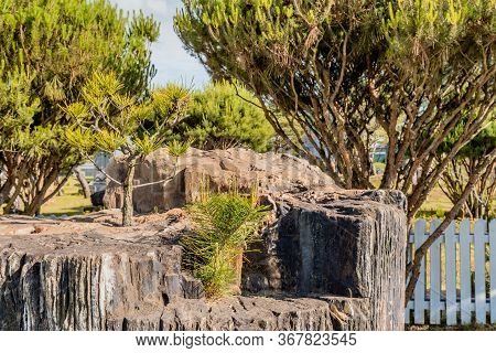 Small Evergreen Plants Growing On Top Of Large Petrified Tree Trunk In Public Rock Garden.