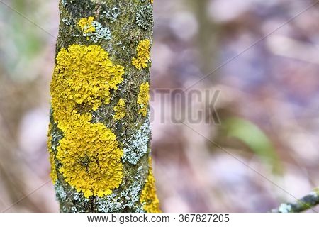 Tree Is Covered With Moss Which Damages The Tree And Kills It By Allowing It To Develop Fungal Disea