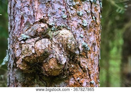 Huge Excrescence On Pine Tree Trunk. Sick Diseased Forest Tree. Color