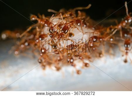 Macro Photography Of Group Of Pheidole Pallidula Ants Help Each Other To Transport Food