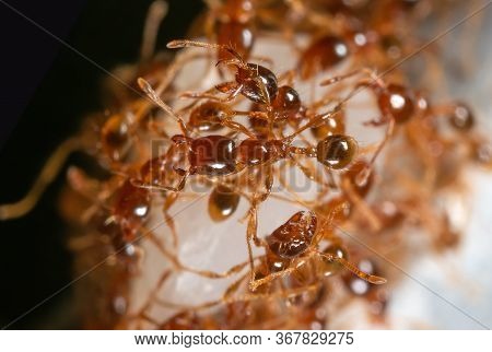 Macro Photography Of Group Of Pheidole Pallidula Ants Help Each Other To Transport Food