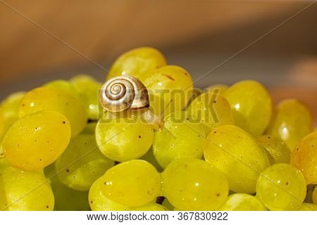 Close-up Of A Small Snail Crawling Over Grapes Quiche Mish.