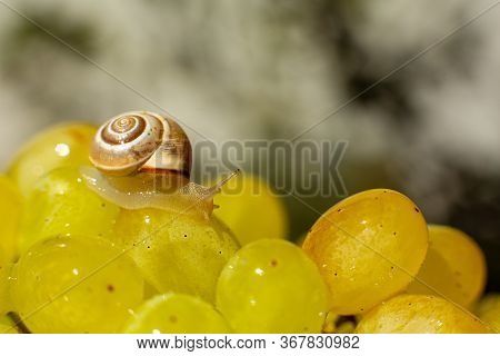 Close-up Of A Small Snail Crawling Over Grapes Quiche Mish.