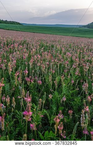 Field Of Blossoming Sainfoin Or Holy-clover Wildflowers. Pink Flowers Sainfoin, Onobrychis Viciifoli