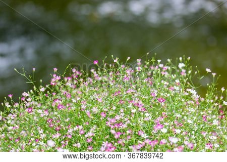 Flower In Front Of The River Background.
