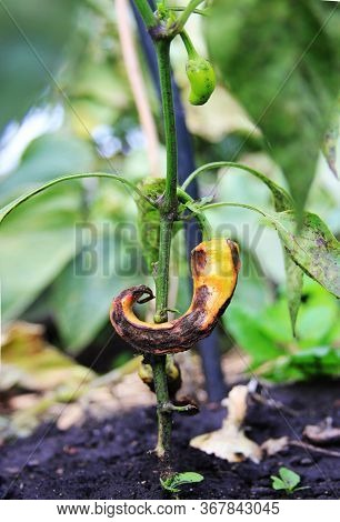 Diseases Of The Peppers. Young Pepper Is Growing With Anthracnose  Damaged Fruit On The One Bush. Ap