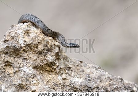 Smooth Snakes Eyes (coronella Austriaca) Taken On Heathland Nature Habitat